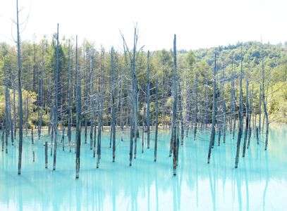 美瑛白金 青い池