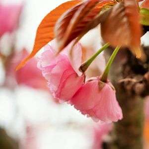 カゼノイタズラ