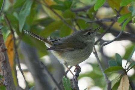 今日もバッタリ！可愛い💖～ウグイスちゃん(^^♪　#ウグイス#
