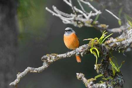 今年もあと少しですネェ～！　#ジョウビタキ#