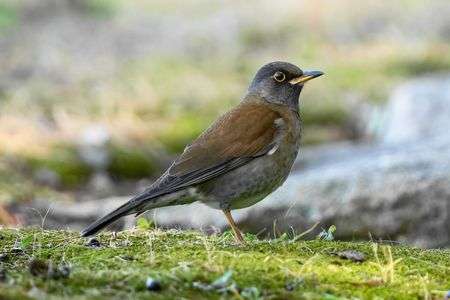 今季初見！＼(^o^)／バッタリ！シロハラさん(^^♪　#シロハラ#