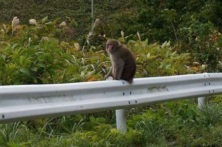 野生サル