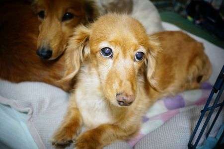 上目遣いの乙女