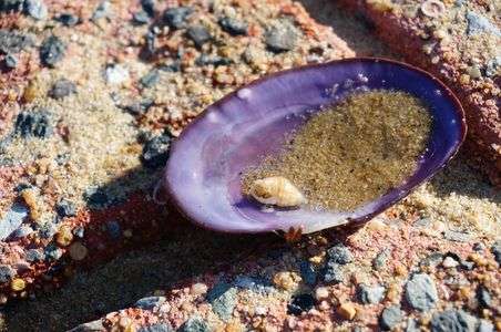 ヤドカリさんの小さな部屋