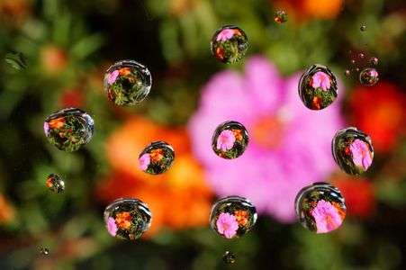 Flower in the drop