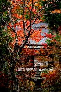 威厳の中の鮮やかさ。