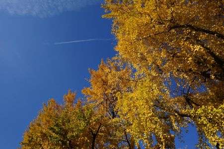 イチョウと青空
