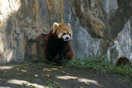 野毛山動物園のれっさー