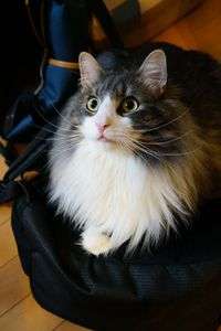 我が家の森の妖精