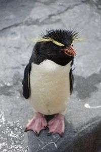 イワトビペンギン