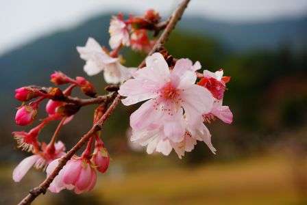 ジュウガツサクラ