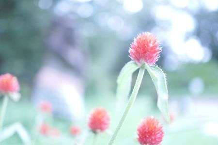 エアリーフラワー