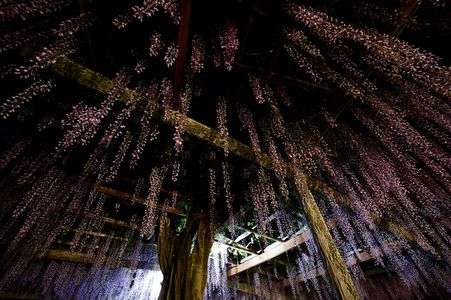 ライトアップの藤