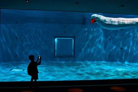 小さなカメラマン