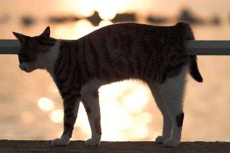 海を見ていた午後