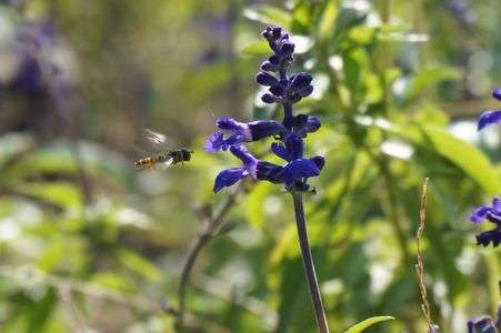 お花とにらめっこ