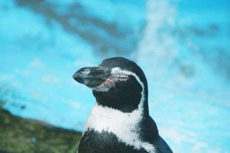 ペンギンのうたた寝
