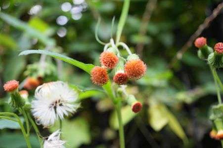 ベニバナボロギク（紅花襤褸菊）