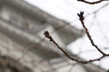 春を待つソメイヨシノ