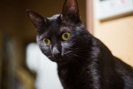 なにか聞こえるぞ！？