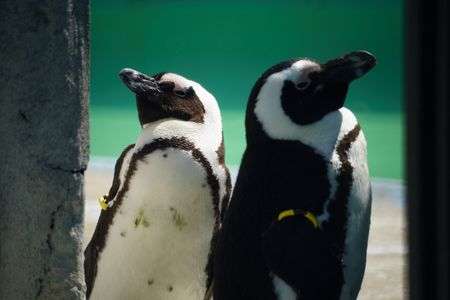 俺たちペンギン