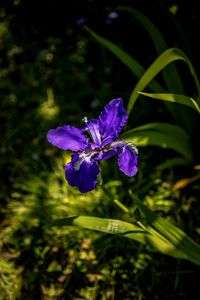 一初（イチハツ）