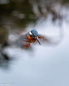 カワセミ　ホバ