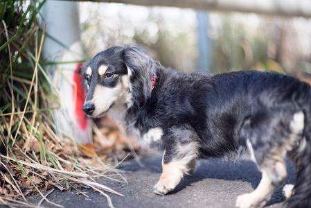 わん仔興奮の図