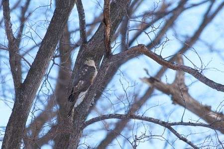 オオタカ　(閲覧注意）