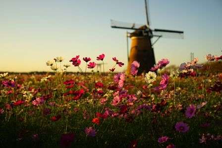 コスモス（テスト投稿）