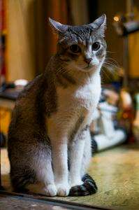 catrait　-猫のポートレート-