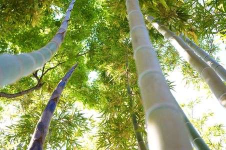 ぐんぐん伸びろ