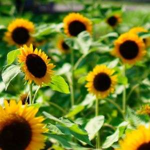 ヒマワリ畑@万博記念公園