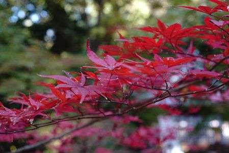 紅葉をとりに②