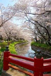 ちぇりーぶろっさむ