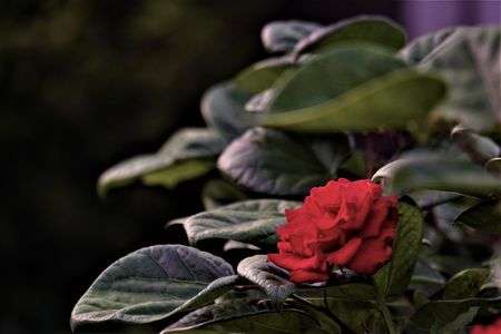 ふと足を止める