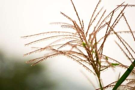 ススキの花