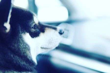 窓辺のきゅうと