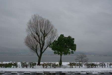 寒くなさそうな木