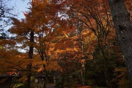 紅葉９-2022/11/12