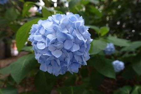 紫陽花