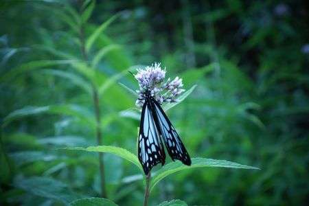 高原のアサギマダラ