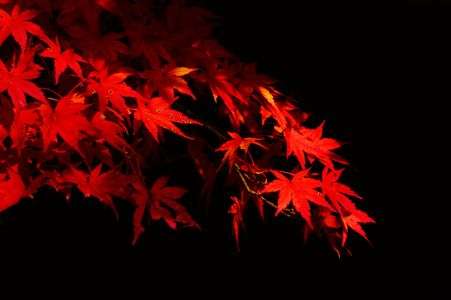 暗闇に輝く紅葉