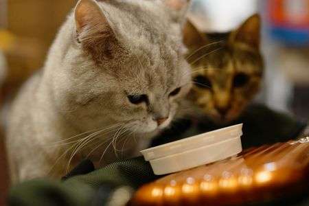 「あ、全部食べてしもた。」「え。」