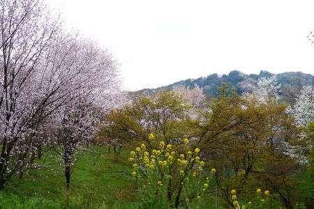 春　静かな山の喜び