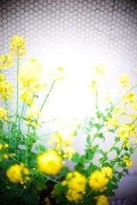 四谷荒木町　春