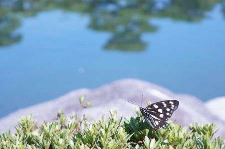大濠公園（日本庭園）
