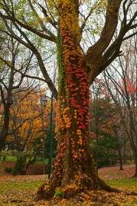 秋トリコロール。