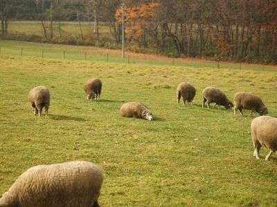 一匹だけやる気のない子が。。。