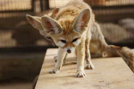 「僕、フェネック！」